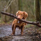 dog with a branch of a three